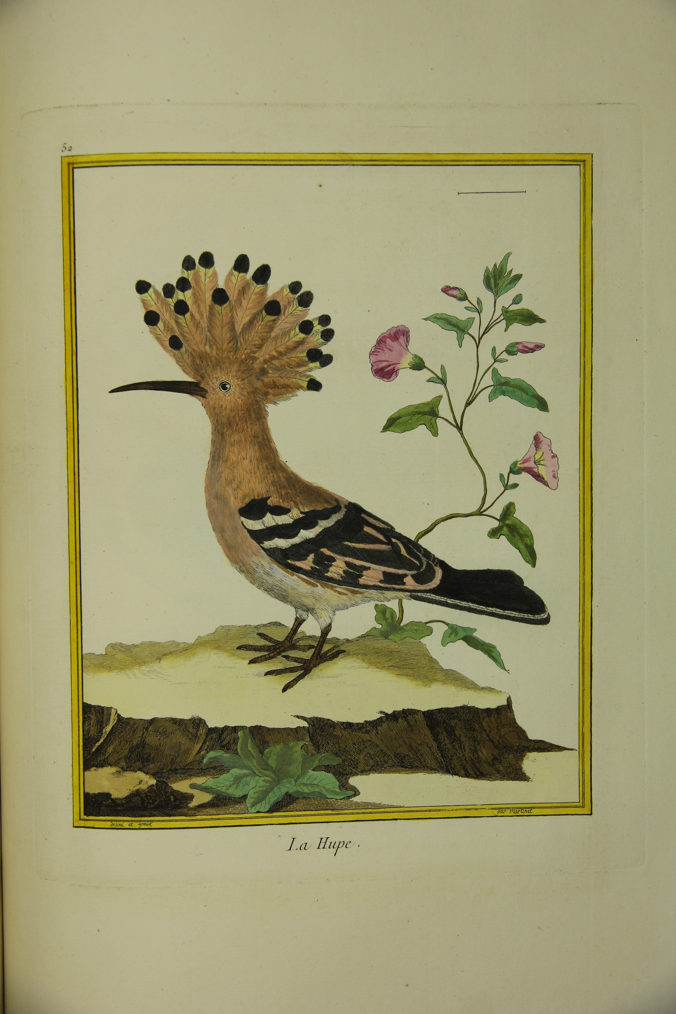 L'Histoire naturelle des oiseaux de Buffon et l'exemplaire du musée Médard  | Site du Musée Médard de Lunel